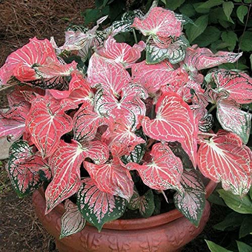 Caladium Bicolor Salmon Pink Flower Seeds for Planting – Heirloom Non-GMO, High Germination Organic Garden Seeds