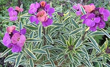 Flower Seeds, Seeds,Seeds For Planting,Plant Seeds