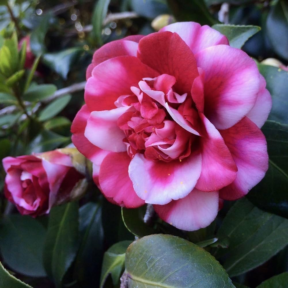 Pink White Camellia Flower Seeds for Planting – Heirloom, Non-GMO, High Germination Organic Garden Seeds