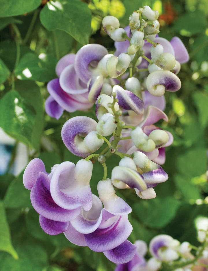 Vigna Caracalla Flower Seeds for Planting – Heirloom Non-GMO, High Germination Organic Garden Seeds