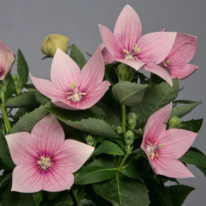 Pink Balloon Flower Seeds for Planting – Drought Tolerant, Heirloom, Non-GMO, High Germination