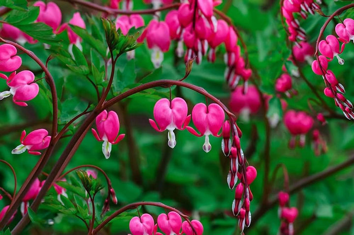 Flower Seeds, Seeds,Seeds For Planting,Plant Seeds