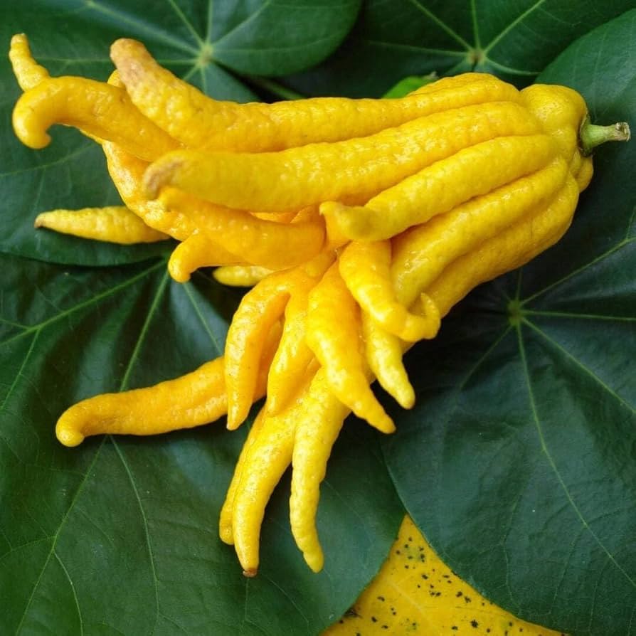 Sarcodactylis Seeds for Planting – Heirloom Non-GMO Rare Fruit Vegetable Seeds with High Germination for Organic Gardens