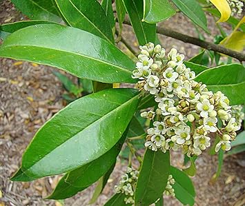 Flower Seeds, Seeds,Seeds For Planting,Plant Seeds