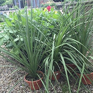Flower Seeds, Seeds,Seeds For Planting,Plant Seeds