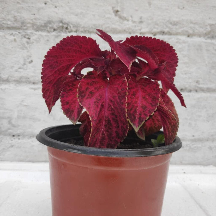 Flower Seeds, Seeds,Seeds For Planting,Plant Seeds