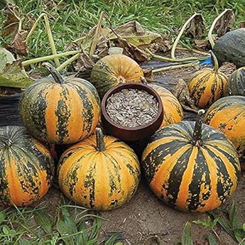 Fruit Seeds,Garden seeds, Seeds For Planting,Plant Seeds