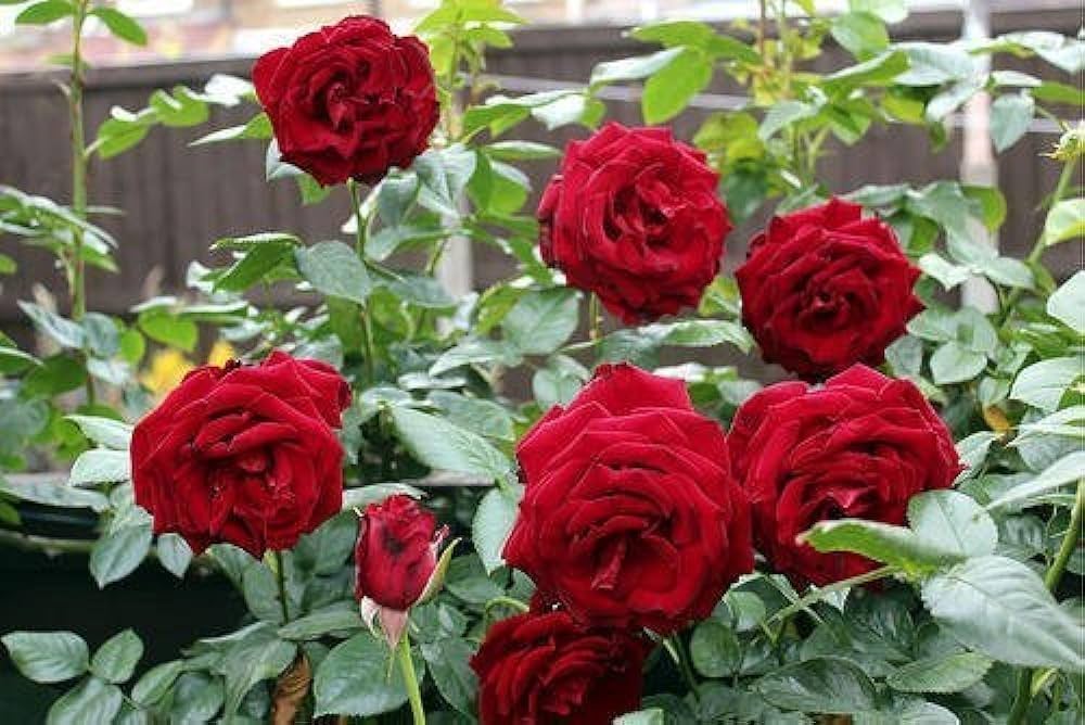 Dark Red Ruby Rose Flower Seeds for Planting – Heirloom, Non-GMO, High Germination Seasonal Bloomer