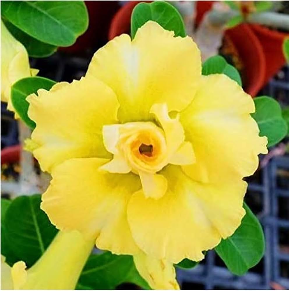 Yellow Adenium Flower Seeds for Planting – Heirloom, Non-GMO, High Germination Organic Garden Seeds