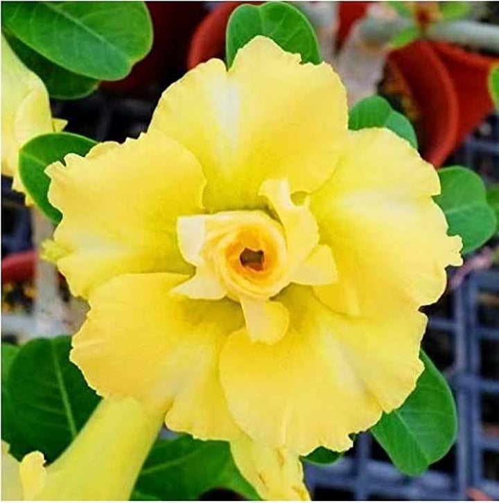 Yellow Adenium Flower Seeds for Planting – Heirloom, Non-GMO, High Germination Organic Garden Seeds