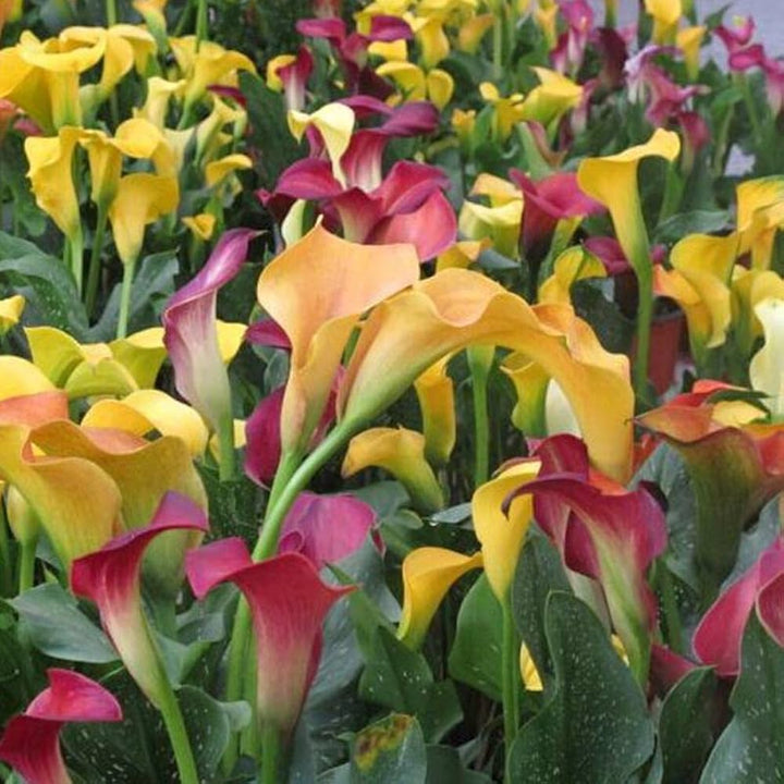 Mixed Calla Lily Flower Seeds – Non-GMO, Premium Garden Bulb Seeds for Planting