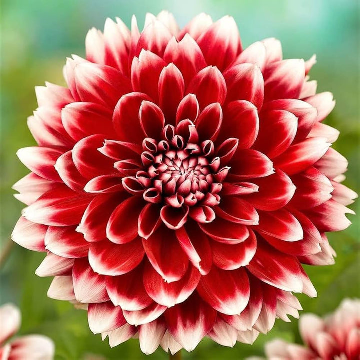 White Mixed Dahlia Flower Seeds for Planting - Heirloom, Fragrant, Non-GMO, High Germination Seeds