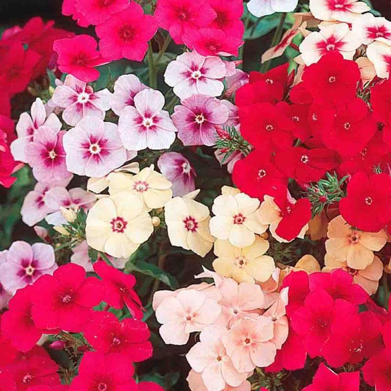 garden phlox seeds Mix Creeping Phlox Flower seeds for Planting
