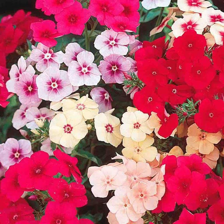 Mix Creeping Phlox Flower seeds for Planting - Long Bloom Season, Heirloom & GMO Free Seeds for Home Garden