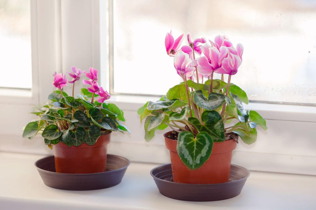 Pink & White Cyclamen Seeds – Heirloom, Non-GMO, Elegant Winter Flowers for Indoor & Outdoor Planting