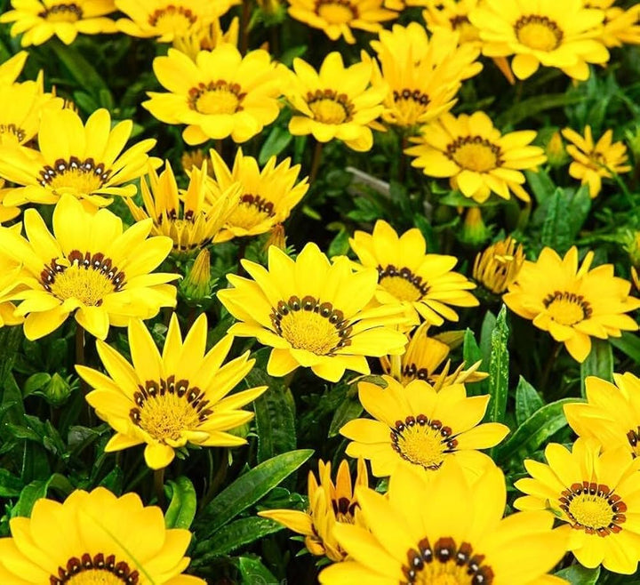 Yellow Gazania Flower Seeds for Planting – Heirloom, Non-GMO, Shade Tolerant, High Germination