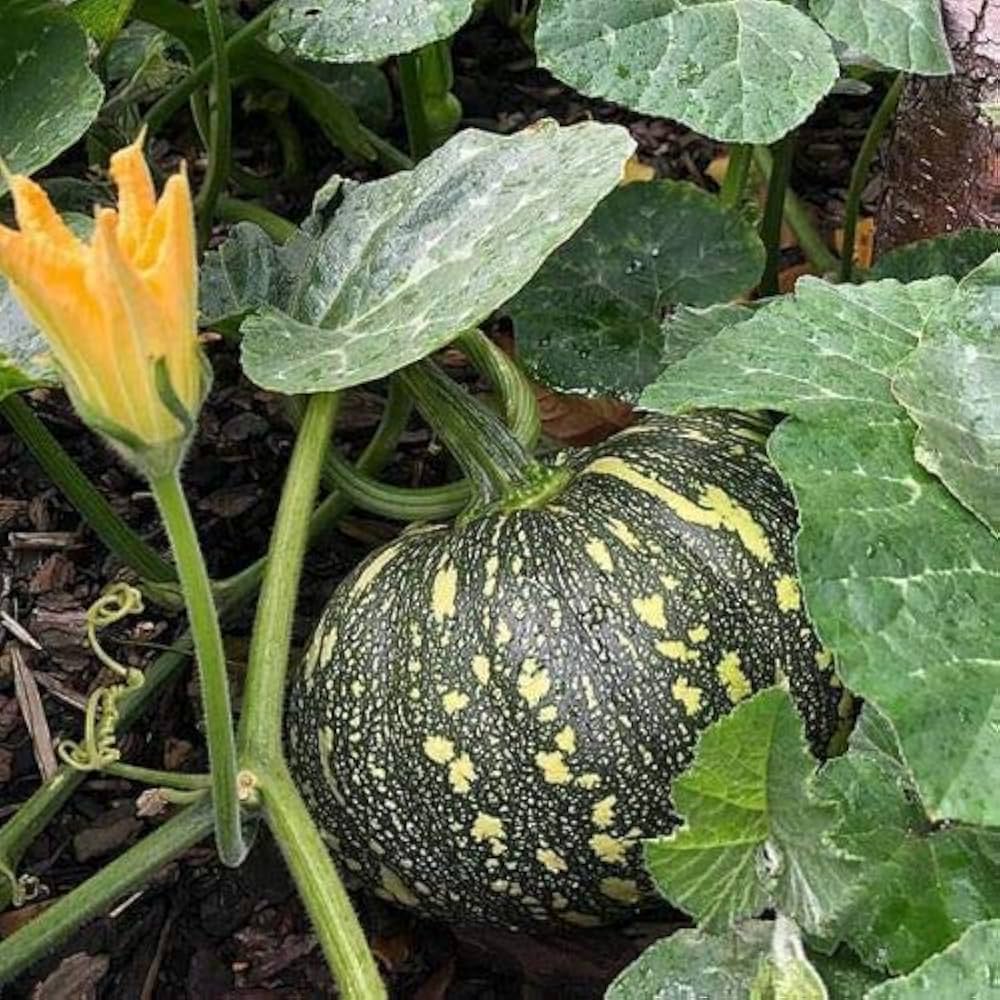 Green Calabazilla Vegetable Seeds for Planting – Heirloom & Non-GMO Desert Gourd Seeds for Ornamental Gardens