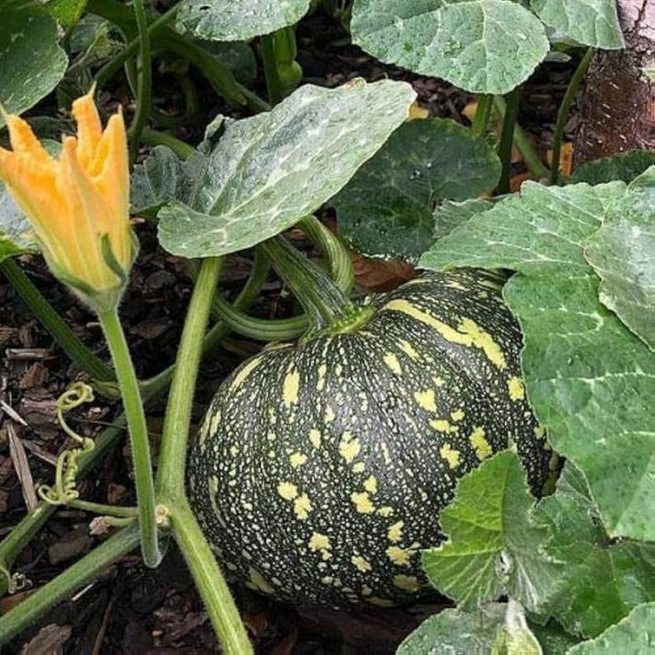Green Calabazilla Vegetable Seeds for Planting – Heirloom & Non-GMO Desert Gourd Seeds for Ornamental Gardens