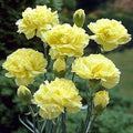 Light Yellow Carnations Flower Seeds for Planting – Pollinator Friendly Heirloom Non-GMO Seeds
