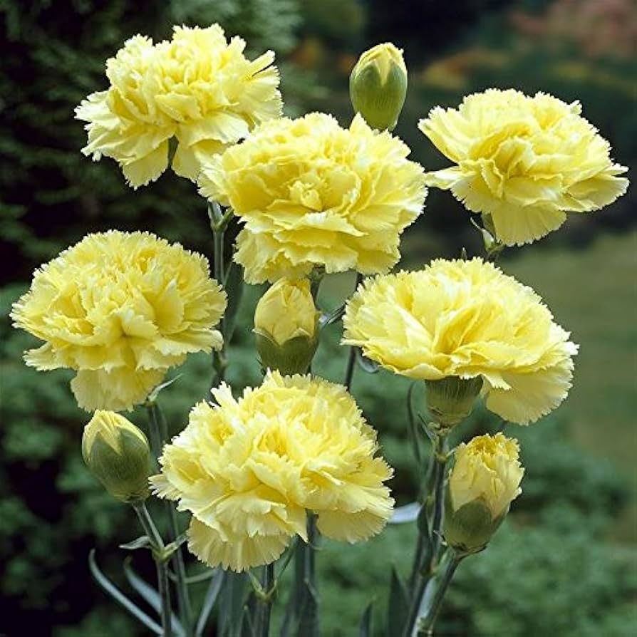 Light Yellow Carnations Flower Seeds for Planting – Pollinator Friendly Heirloom Non-GMO Seeds