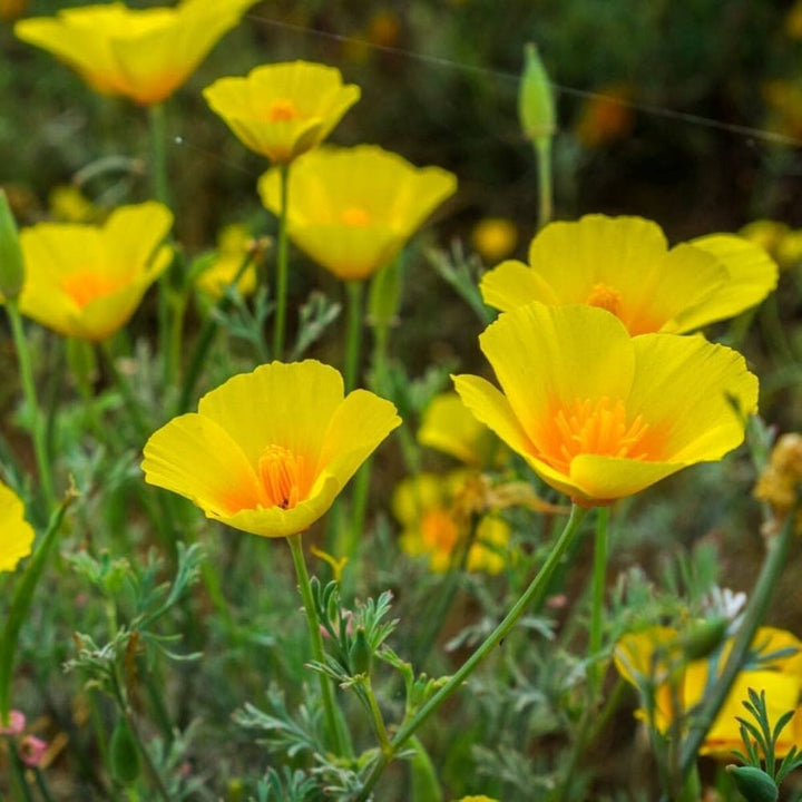 Yellow Eschscholzia Flower Seeds for Planting – Heirloom Non-GMO, High Germination Organic Garden Seeds