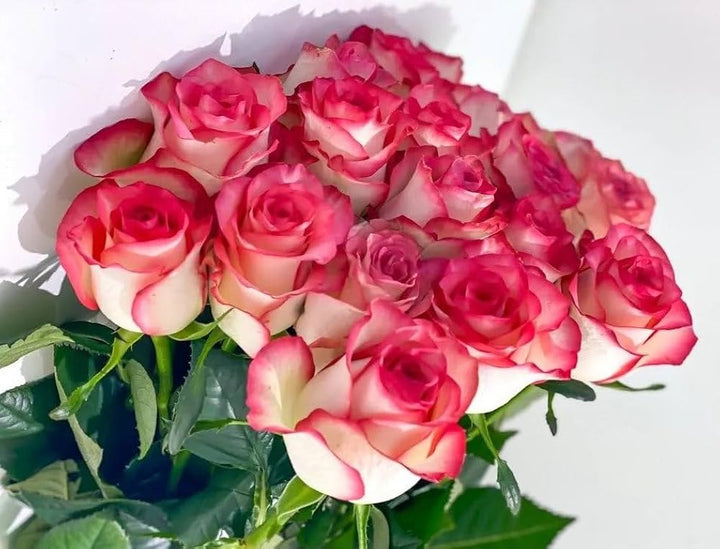 Red Holland Rose Flower Seeds for Planting – Heirloom, Non-GMO, High Germination, Easy to Grow