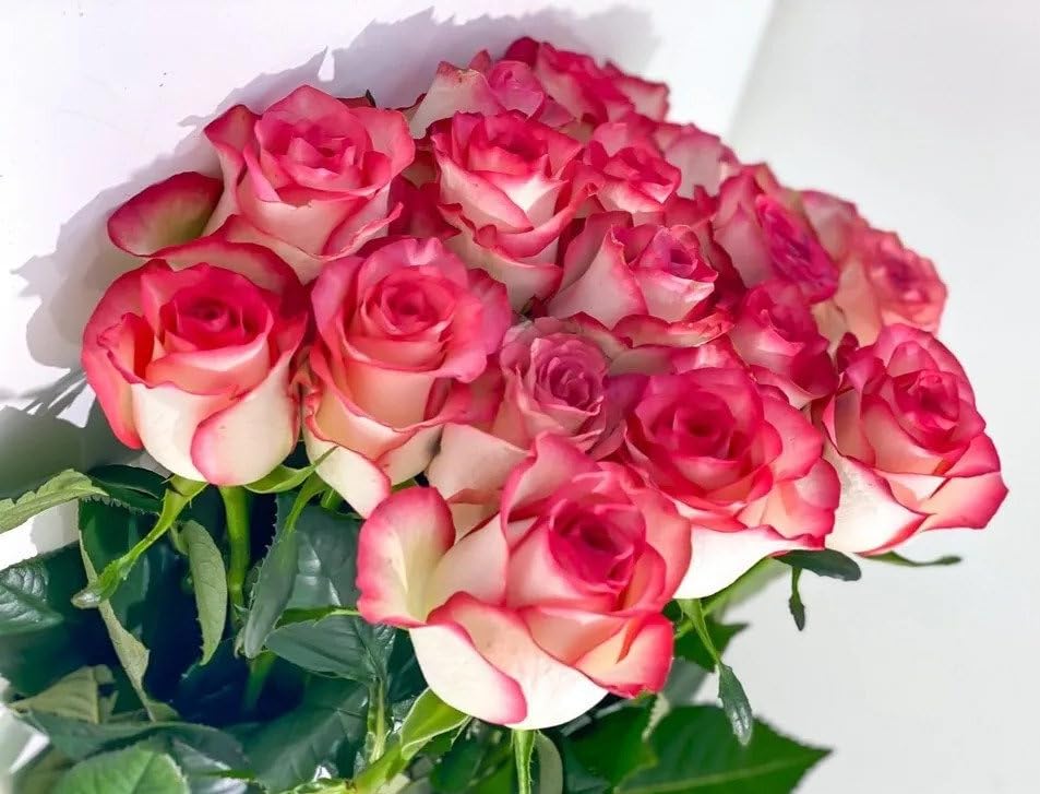 Light Red Holland Rose Flower Seeds for Planting - Heirloom, Non-GMO, High Germination Garden Seeds
