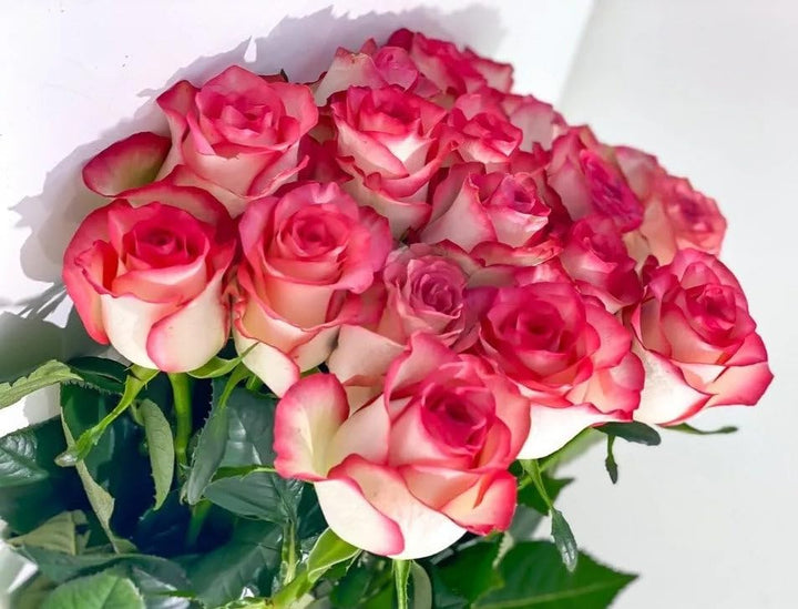 Light Red Holland Rose Flower Seeds for Planting - Heirloom, Non-GMO, High Germination Garden Seeds