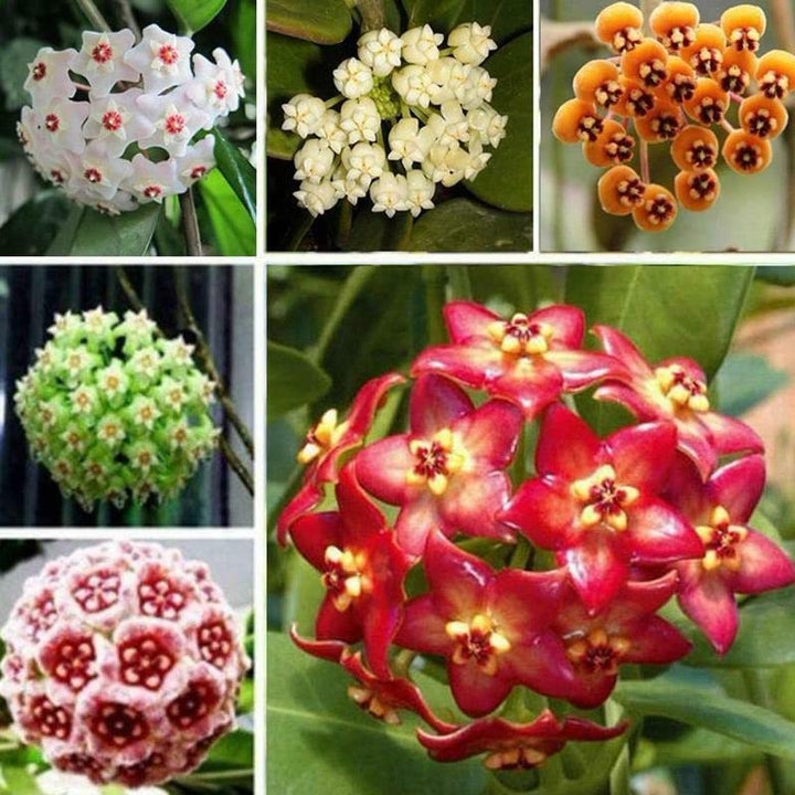 Mix Hoya Carnosa Ball Orchid Flower Seeds for Planting – Heirloom, Non-GMO, High Germination Organic Garden Seeds