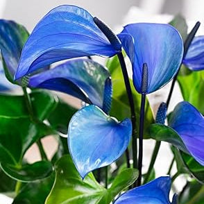 Flower Seeds, Seeds,Seeds For Planting,Plant Seeds