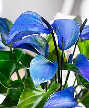 Flower Seeds, Seeds,Seeds For Planting,Plant Seeds