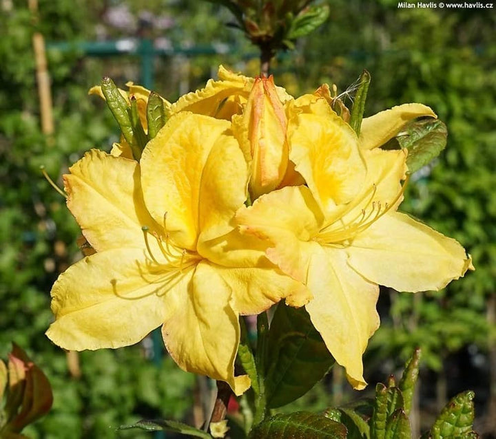 Yellow Azalea Flower Seeds for Planting – Long Bloom Season, Heirloom, Non-GMO, High Germination Organic Garden Seeds