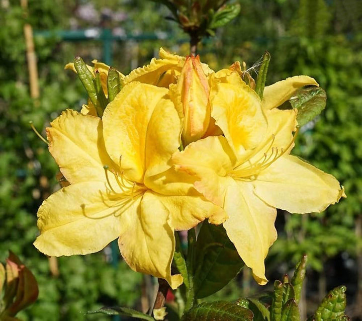 Light Yellow Azalea Flower Seeds for Planting – Easy to Grow, Heirloom & Non-GMO for Home Garden