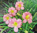 Daylily Reblooming Flower Seeds for Planting – Heirloom, Non-GMO, High Germination Organic Garden Seeds