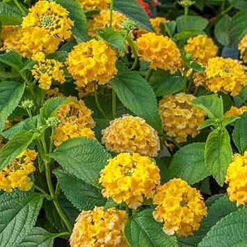 Flower Seeds, Seeds,Seeds For Planting,Plant Seeds