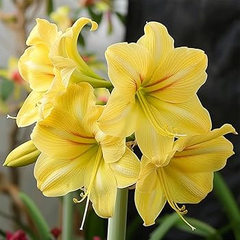 Yellow Hippeastrum Flower Seeds for Planting – Heirloom, Non-GMO, Drought Tolerant, High Germination