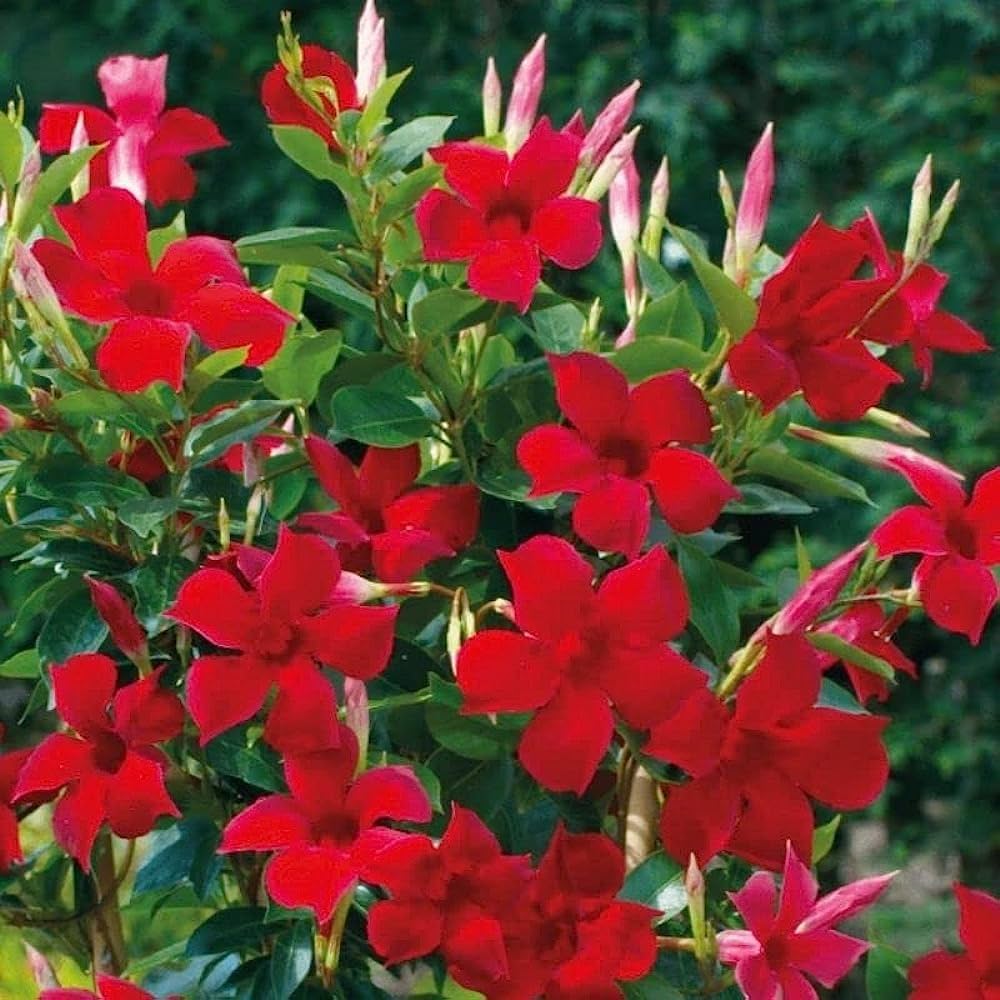 Red Mandevilla Flower seeds for Planting – Seasonal Bloomer, Heirloom & GMO Free Seeds for Home Garden