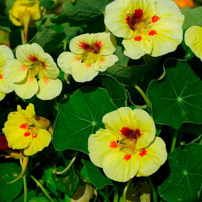 Cream Yellow Nasturtium Seeds - Heirloom, Non-GMO, High Germination, Garden Favorite