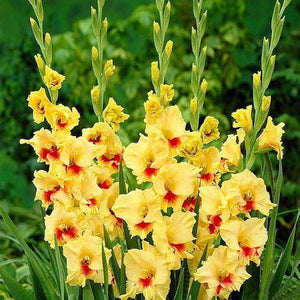 Flower Seeds, Seeds,Seeds For Planting,Plant Seeds