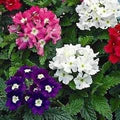 Mixed Verbena Flower Seeds for Planting – Heirloom & Non-GMO Blooms for Borders, Hanging Baskets & Pollinator Gardens