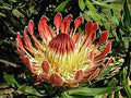 Orange Yellow Protea Flower Seeds for Planting – Heirloom, Non-GMO Fragrant Organic Garden Seeds