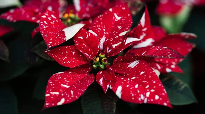 Red White Poinsettia Flower Seeds for Planting – Low Maintenance, Heirloom, GMO Free Garden Seeds