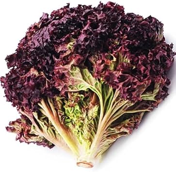 Vegetable Seeds,Garden seeds, Seeds For Planting,Plant Seeds