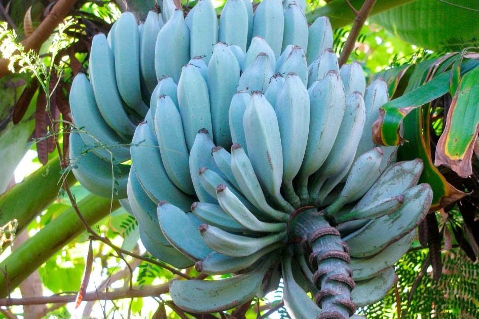 Sky Blue Banana Fruit seeds – Heirloom, Non-GMO seeds for Planting in Tropical Home Gardens