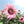 Flower Seeds, Seeds,Seeds For Planting,Plant Seeds