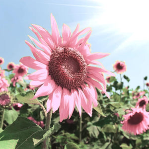 Flower Seeds, Seeds,Seeds For Planting,Plant Seeds