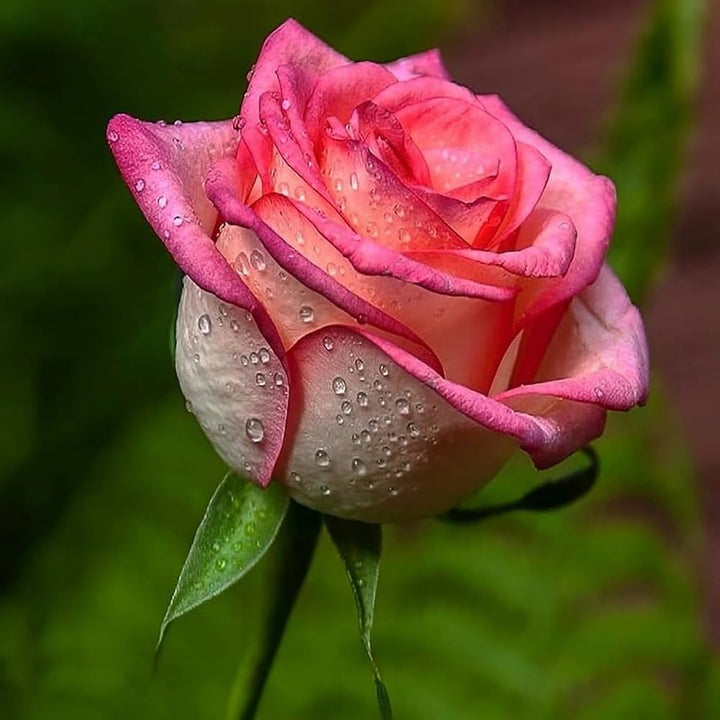 Rose Pink Unique Rose Flower Seeds for Planting – Heirloom Non-GMO High Germination Organic Garden Seeds