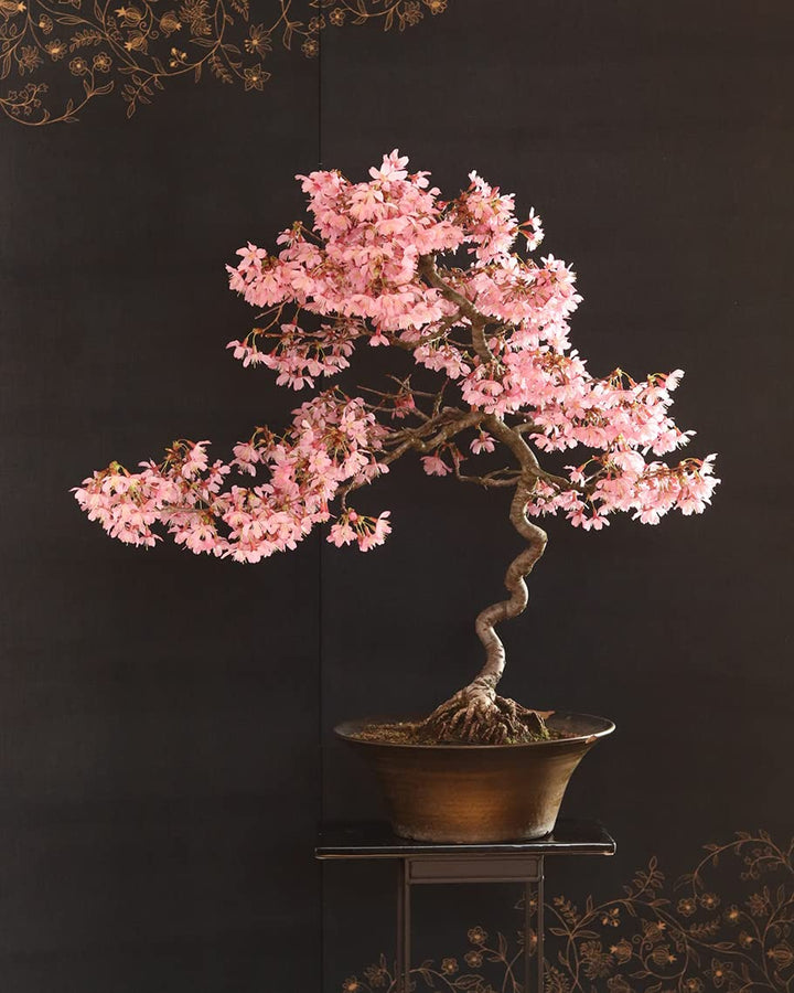 Bonsai Flower Seeds for Planting – Heirloom, Non-GMO, High Germination Garden Favorite