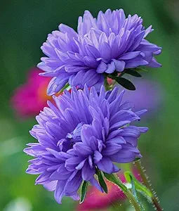 Purple China Aster Flower Seeds for Planting – Wildflower Mix Heirloom Non-GMO High Germination Organic Garden Seeds