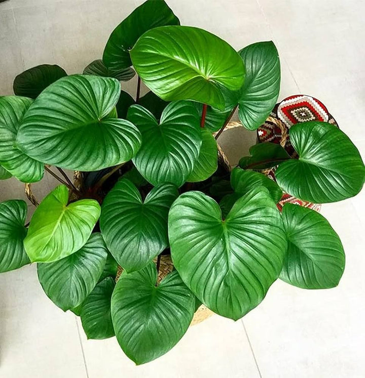 Green Homalomena  Flower seeds for Planting - Garden Favorite, Heirloom &amp; GMO Free Seeds for Home Garden, 100pcs